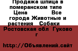 Продажа шпица в померанском типе › Цена ­ 20 000 - Все города Животные и растения » Собаки   . Ростовская обл.,Гуково г.